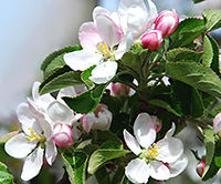 Apfelblüten | Das zu 85% aus niederverestertem, niedermolekularem Pektin bestehende CellPekt®, mit einer speziell verbesserten Bindungskapazität für Schwermetalle und einiger weiterer apfelpektinreicher Komponenten hift bei einer schnellen und zielgerichteten Entgiftung. Apfelblüten